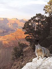 Mountain Squirl